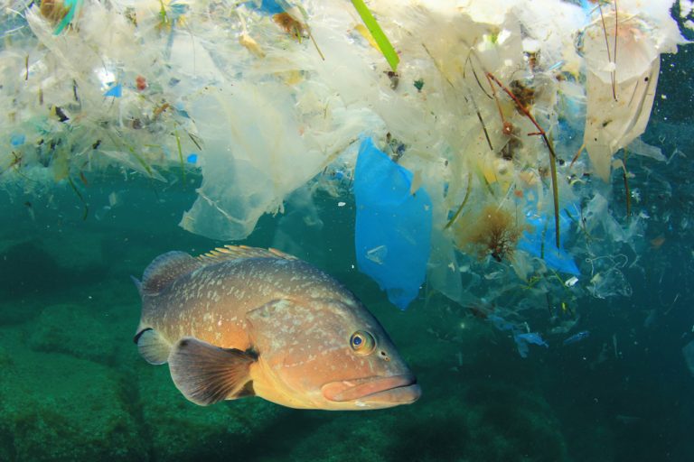 Plastik Ditemukan Di Tubuh Ikan