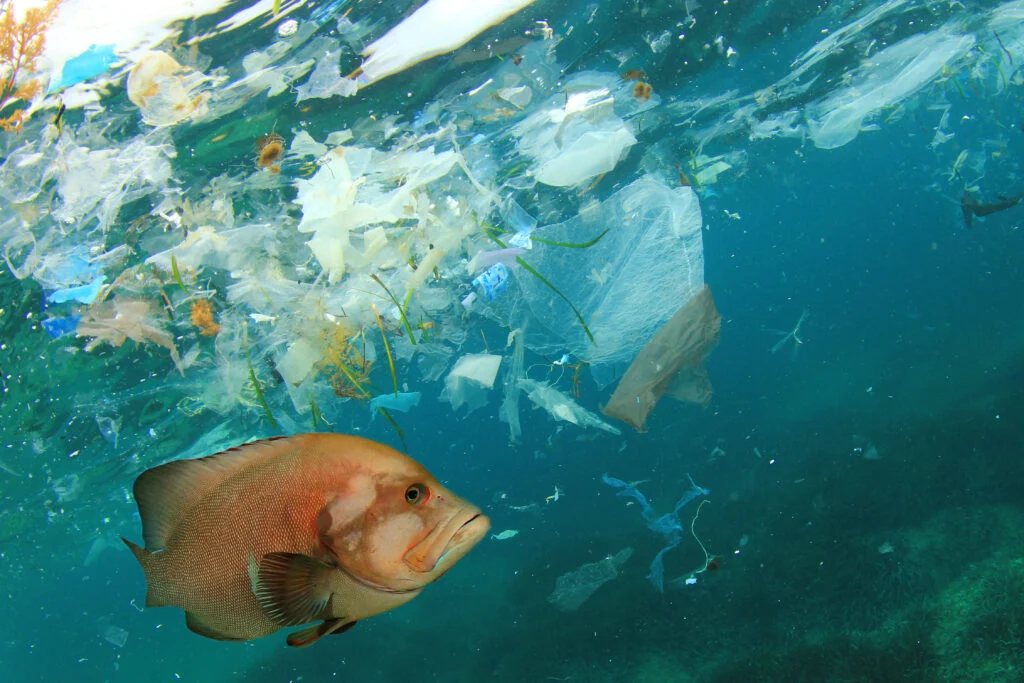 Mikroplastik di Tubuh Ikan
