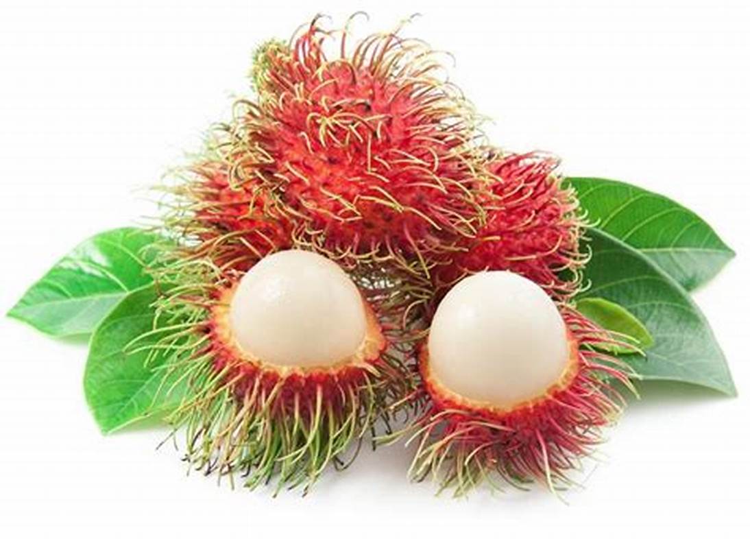 bikin keripik rambutan pakai vacuum frying