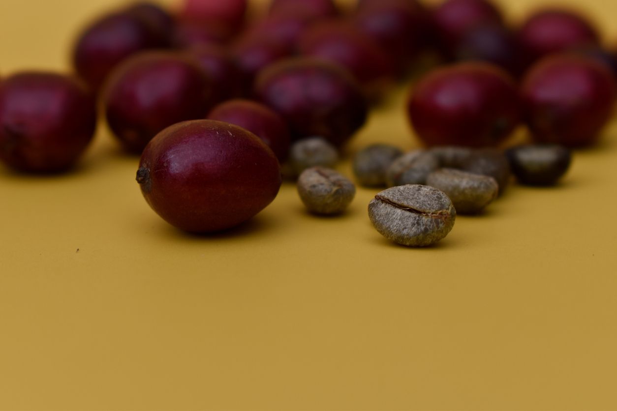 Tips Fermentasi Kopi Alami