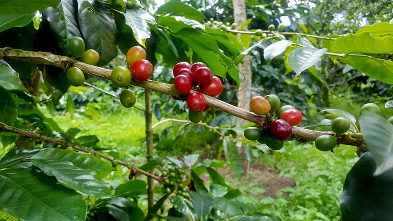 Cara Mengolah Buah Kopi Segar