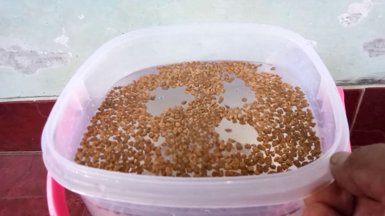 tips buat pelet apung sendiri