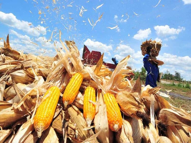 peralatan tani untuk hasil jagung maksimal