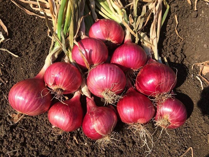 cara mengupas bawang dengan cepat