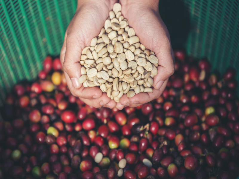 usaha pengupas biji kopi
