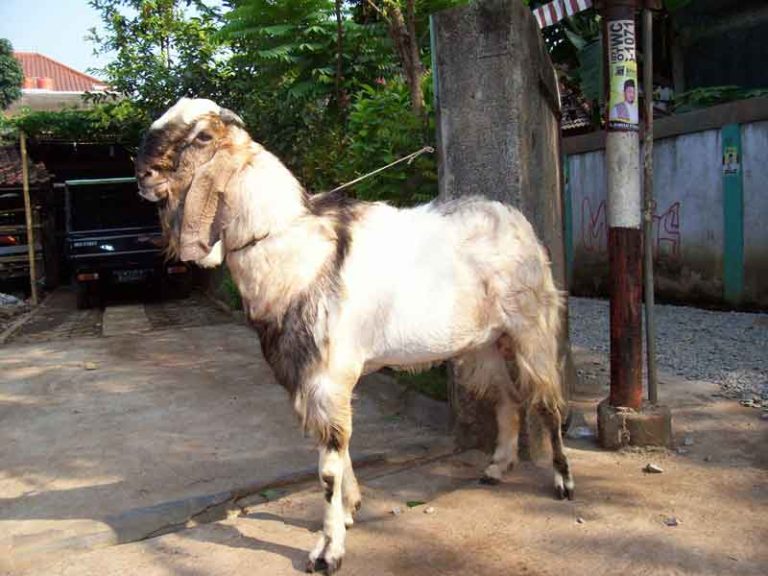 kambing qurban