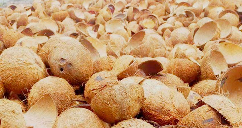 Mesin Kupas Kelapa Otomatis