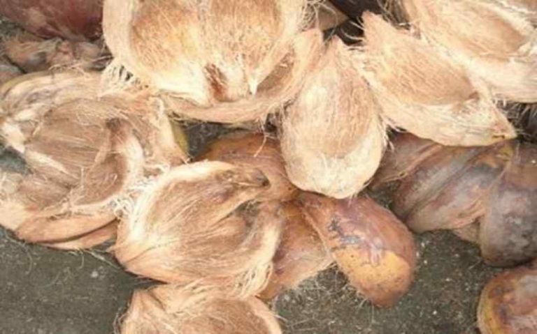 Sabut kelapa untuk pemulihan lahan pasang surut