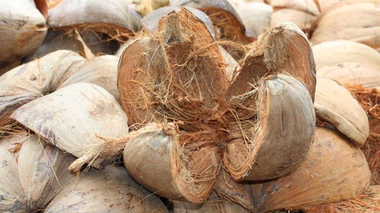 sabut kelapa dalam rantai nilai ekonomi sirkular