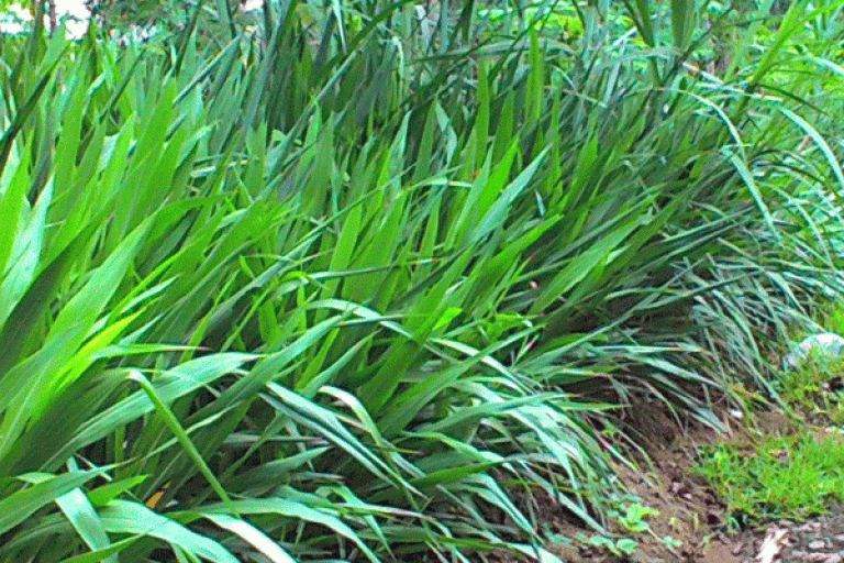rumput brachiaria pakan ruminansia