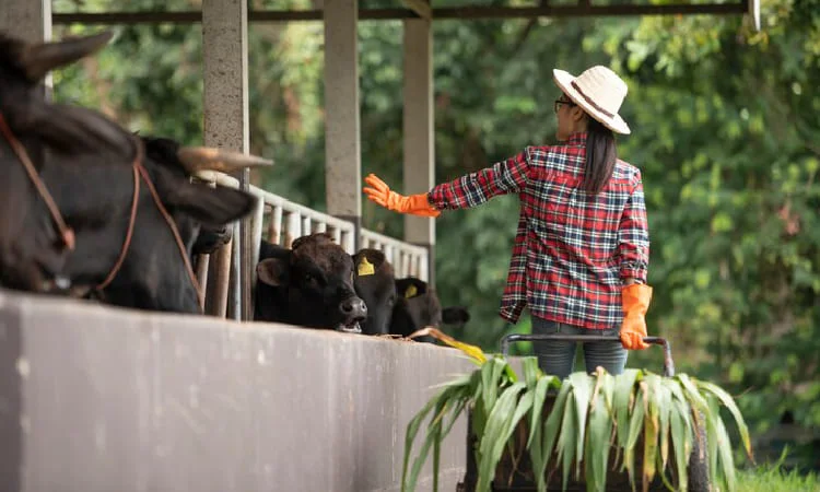 analisis kebutuhan rumput harian