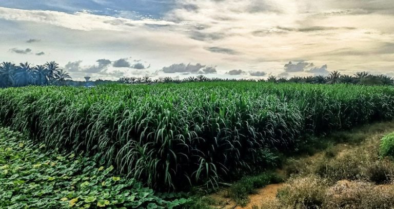 rumput napier pakan ternak