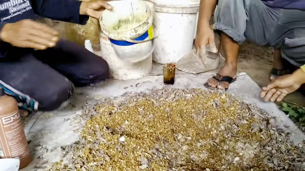 cara buat pakan kambing fermentasi