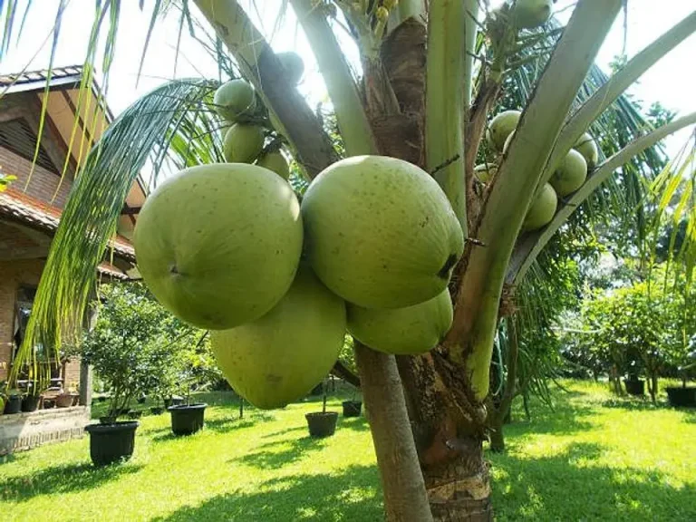 langkah menanam pohon kelapa