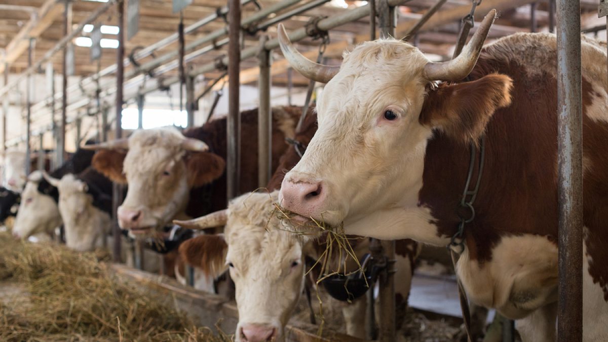 pakan rumput panen cepat