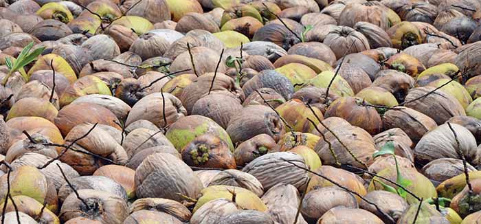 Cara Bisnis Kelapa Tua Pemula