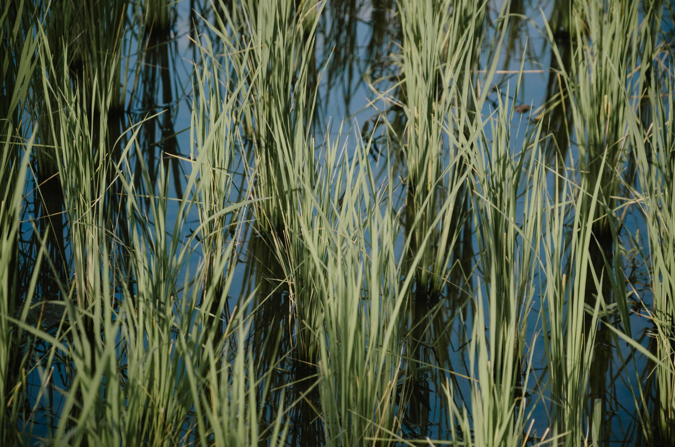 cara ampuh mengusir tikus sawah