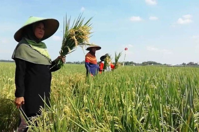 efisiensi pemotongan padi menggunakan mesin