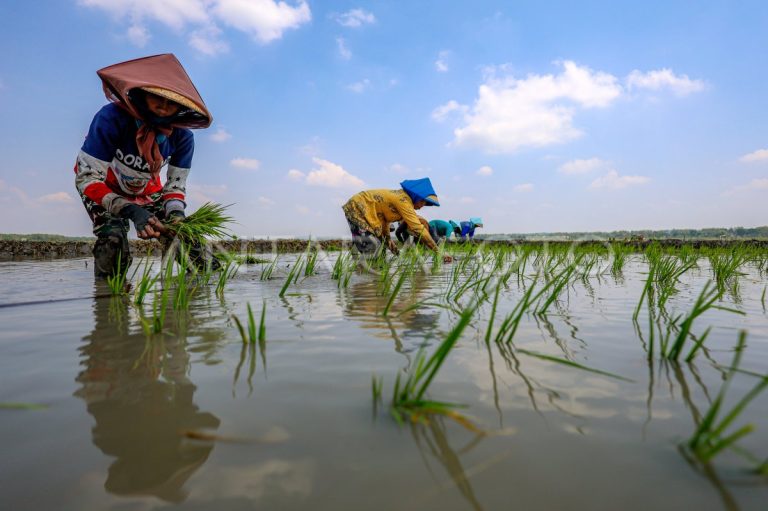 waktu yang tepat menanam padi