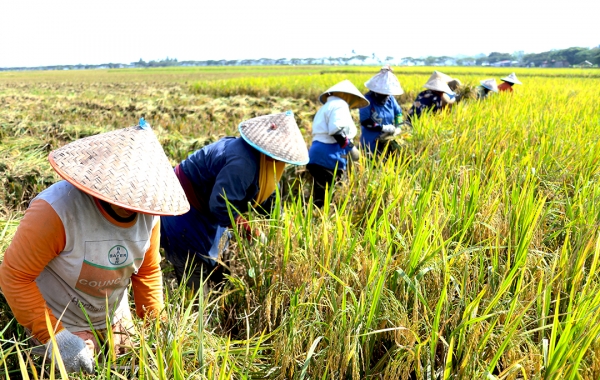 panen padi lebih cepat dengan mesin